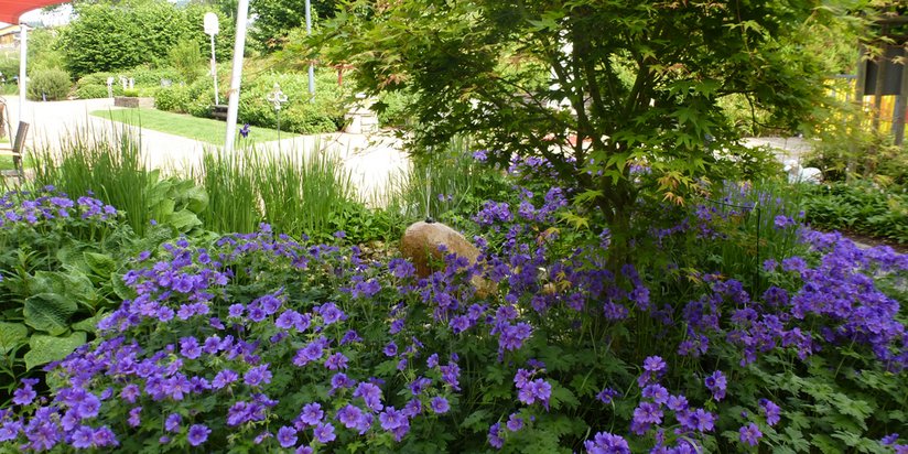 Blumenpracht im großzügigen Garten des Seniorencentrums.